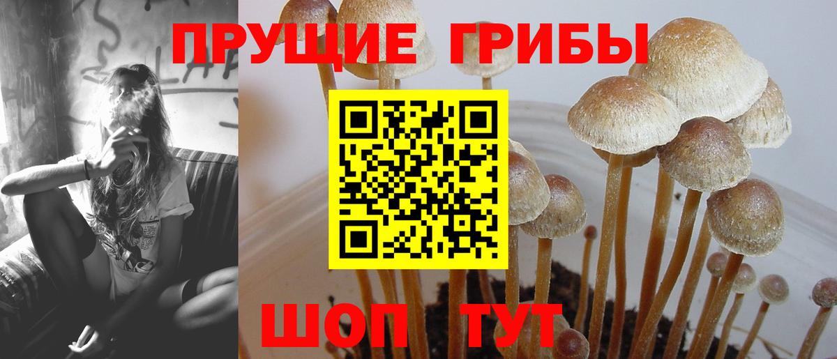 Псилоцибиновые грибы GOLDEN TEACHER  Вход с VPN  Истра 